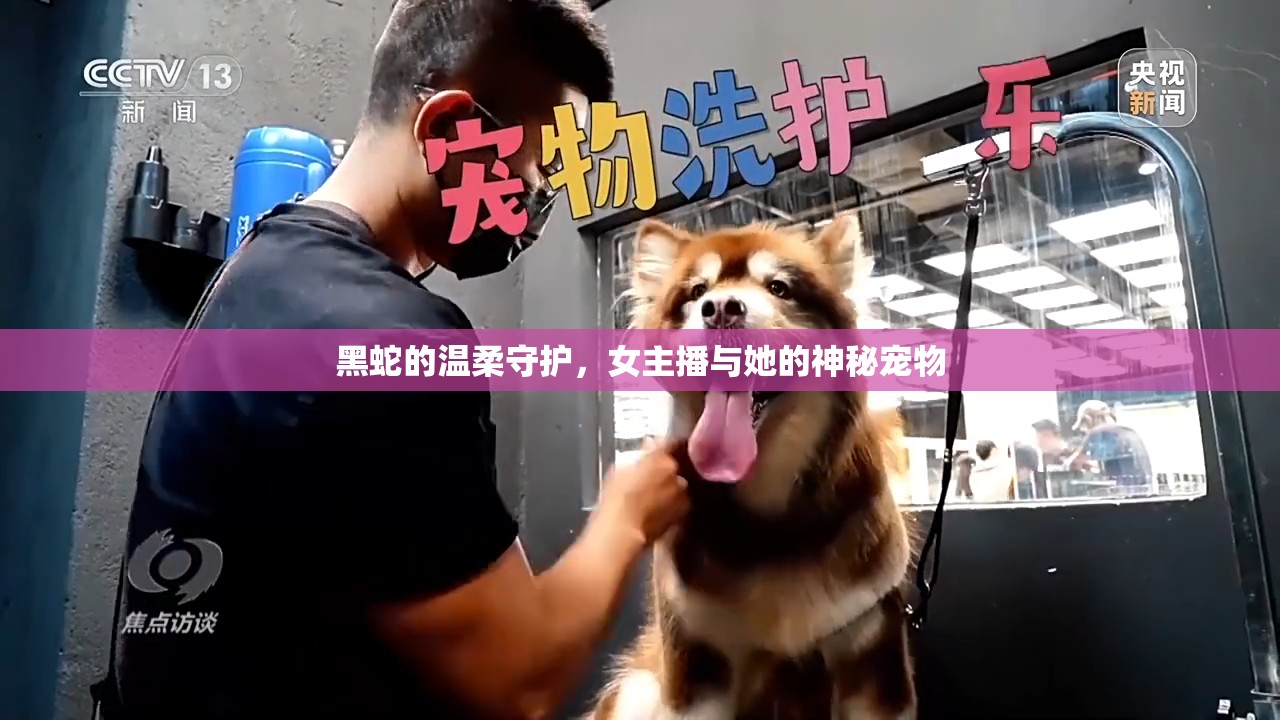 黑蛇的溫柔守護，女主播與她的神秘寵物