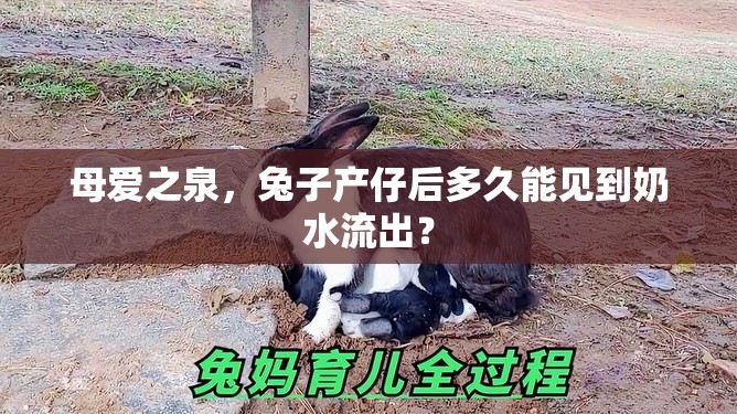 母愛(ài)之泉，兔子產(chǎn)仔后多久能見(jiàn)到奶水流出？