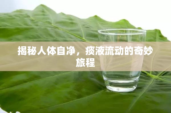 揭秘人體自凈，痰液流動的奇妙旅程