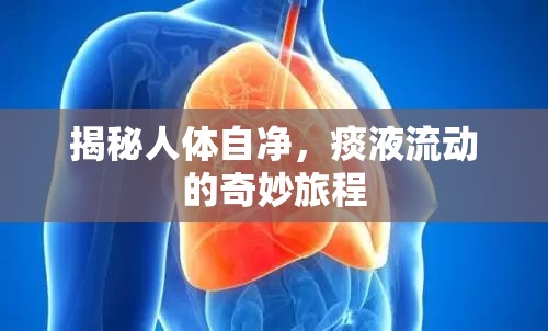 揭秘人體自凈，痰液流動的奇妙旅程