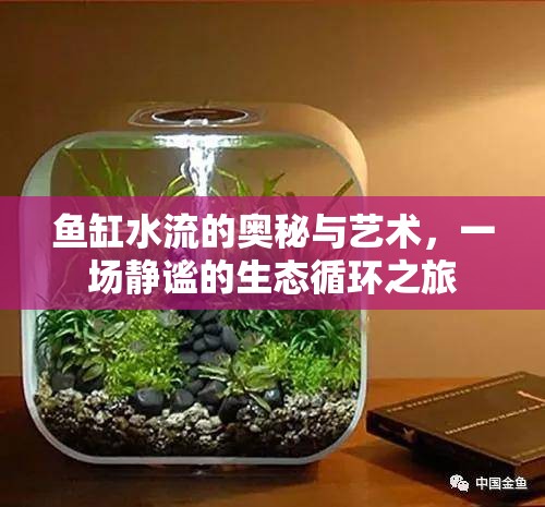 魚缸水流的奧秘與藝術(shù)，一場(chǎng)靜謐的生態(tài)循環(huán)之旅