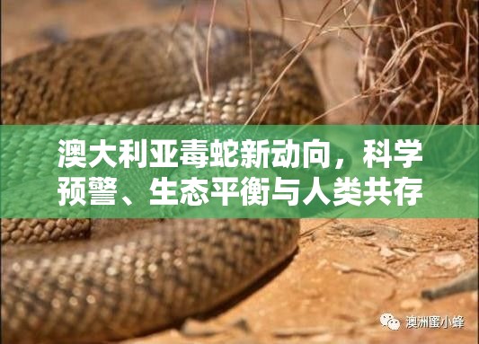 澳大利亞毒蛇新動向，科學預警、生態(tài)平衡與人類共存的挑戰(zhàn)
