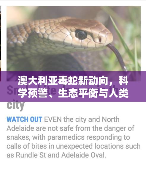 澳大利亞毒蛇新動向，科學預警、生態(tài)平衡與人類共存的挑戰(zhàn)