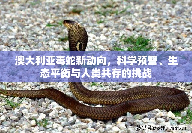 澳大利亞毒蛇新動向，科學預警、生態(tài)平衡與人類共存的挑戰(zhàn)