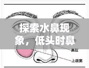 探索水鼻現(xiàn)象，低頭時(shí)鼻腔流水的奇妙體驗(yàn)