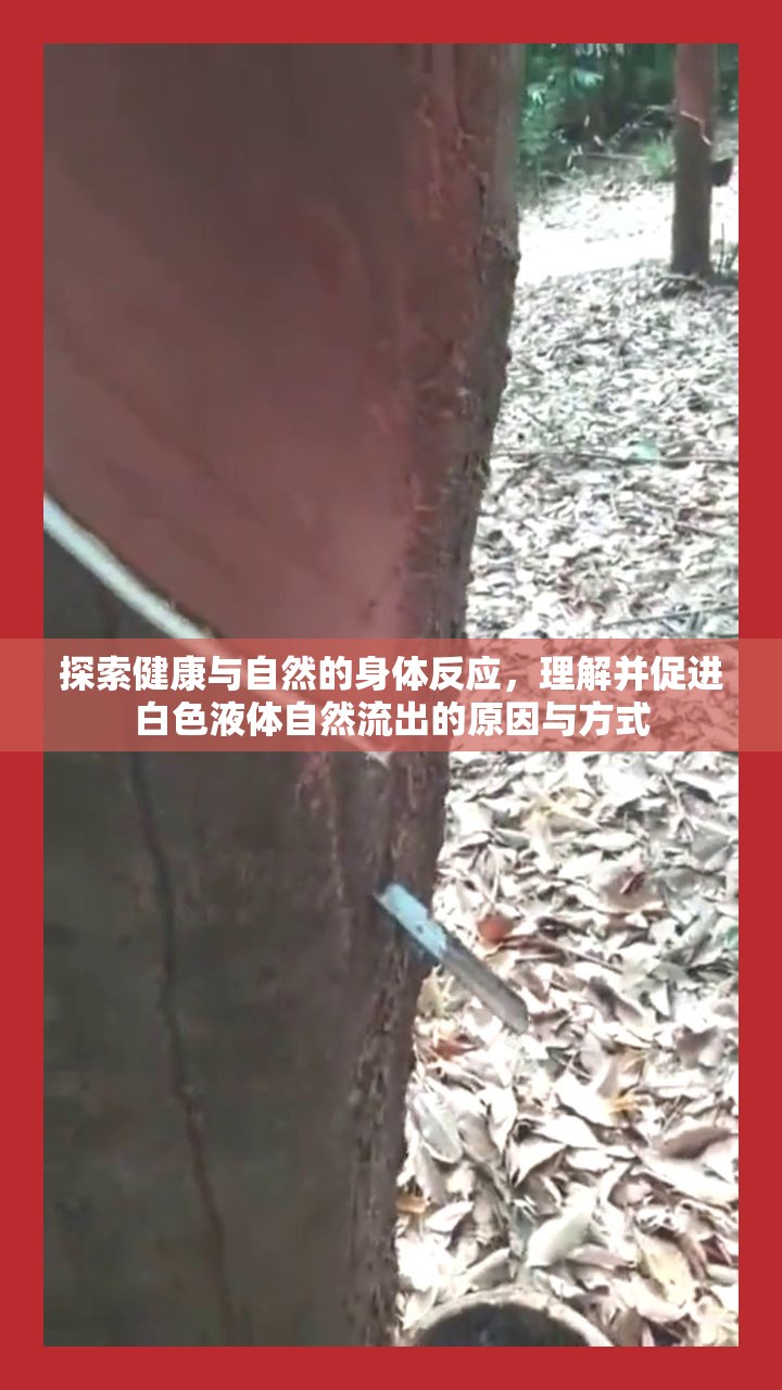 探索健康與自然的身體反應(yīng)，理解并促進(jìn)白色液體自然流出的原因與方式