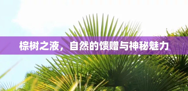 棕樹之液，自然的饋贈與神秘魅力