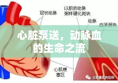 心臟泵送，動(dòng)脈血的生命之流