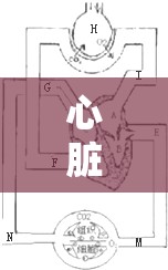 心臟泵送，動(dòng)脈血的生命之流