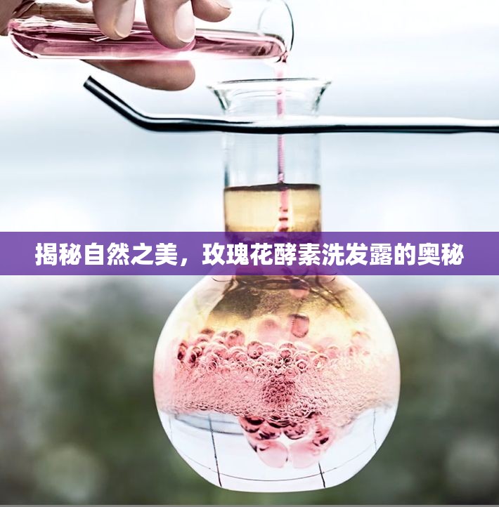 揭秘自然之美，玫瑰花酵素洗發(fā)露的奧秘