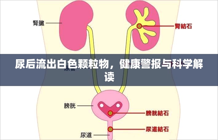 尿后流出白色顆粒物，健康警報(bào)與科學(xué)解讀