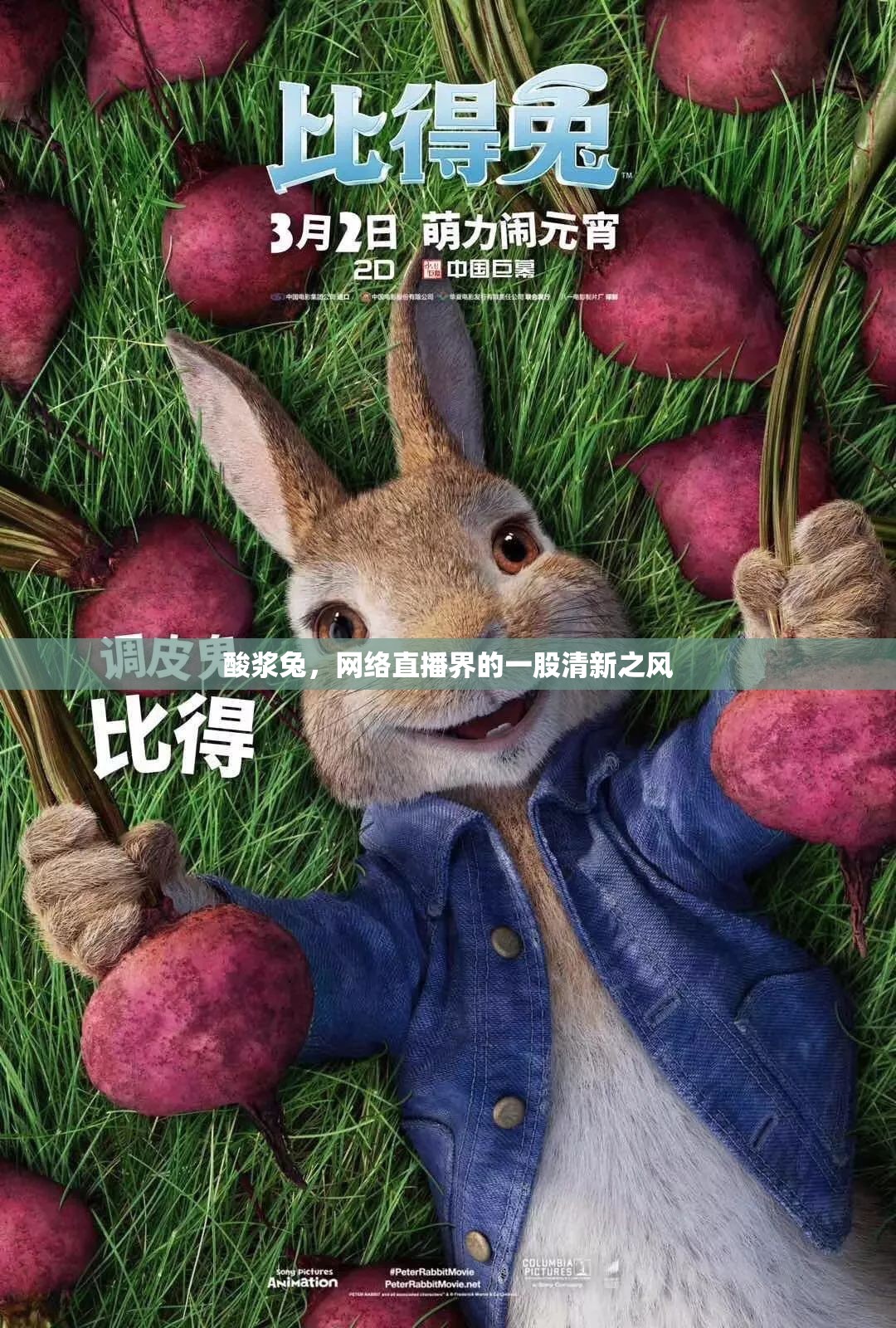 酸漿兔，網(wǎng)絡(luò)直播界的一股清新之風(fēng)