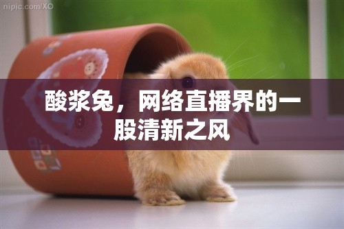 酸漿兔，網(wǎng)絡(luò)直播界的一股清新之風(fēng)
