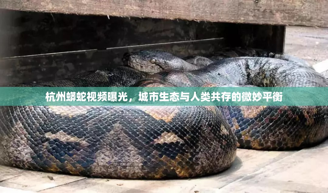 杭州蟒蛇視頻曝光，城市生態(tài)與人類共存的微妙平衡