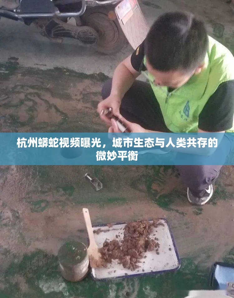 杭州蟒蛇視頻曝光，城市生態(tài)與人類共存的微妙平衡