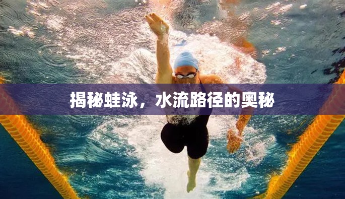 揭秘蛙泳，水流路徑的奧秘