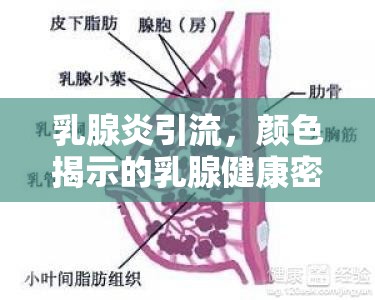乳腺炎引流，顏色揭示的乳腺健康密碼