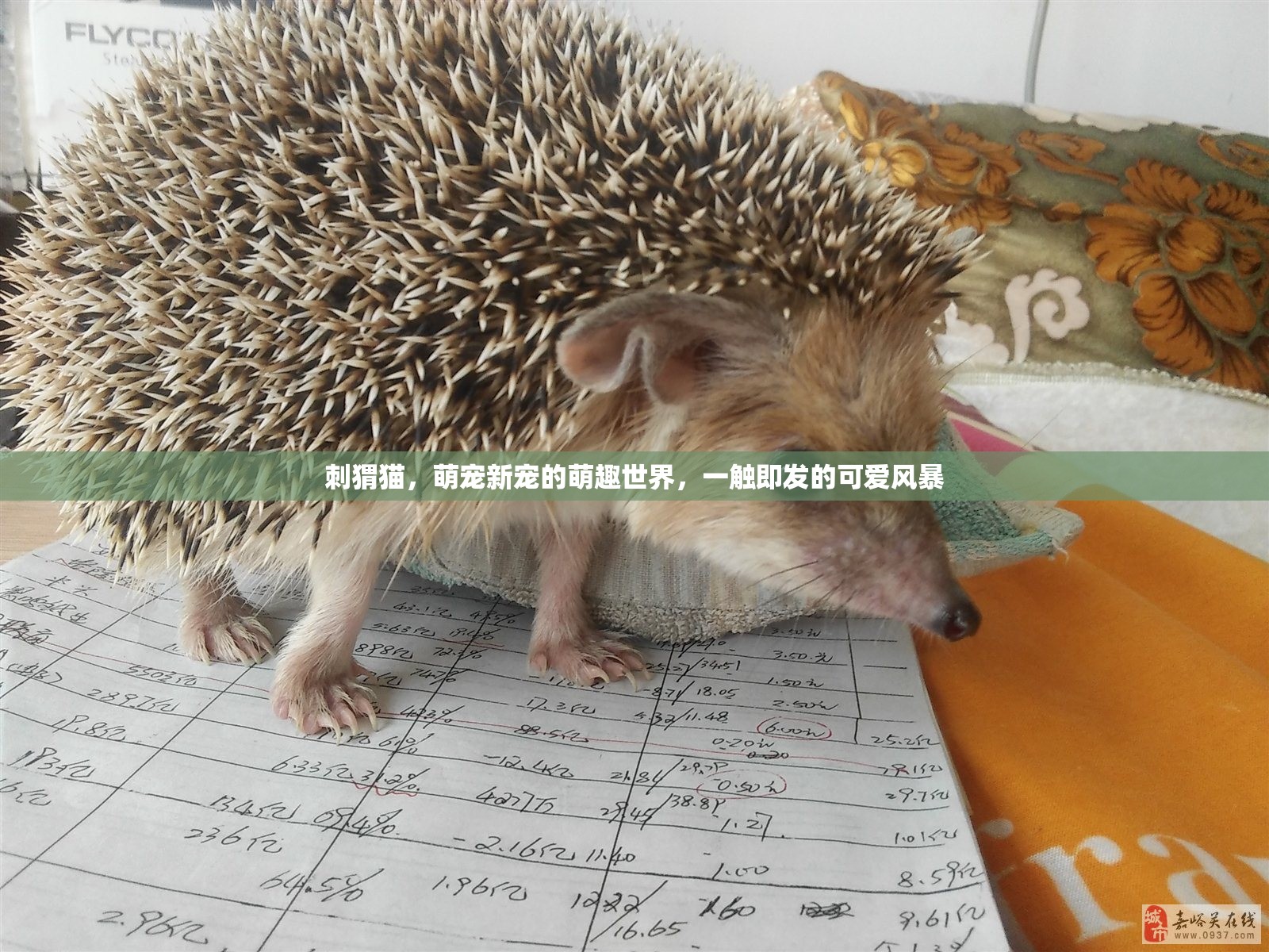 刺猬貓，萌寵新寵的萌趣世界，一觸即發(fā)的可愛風(fēng)暴