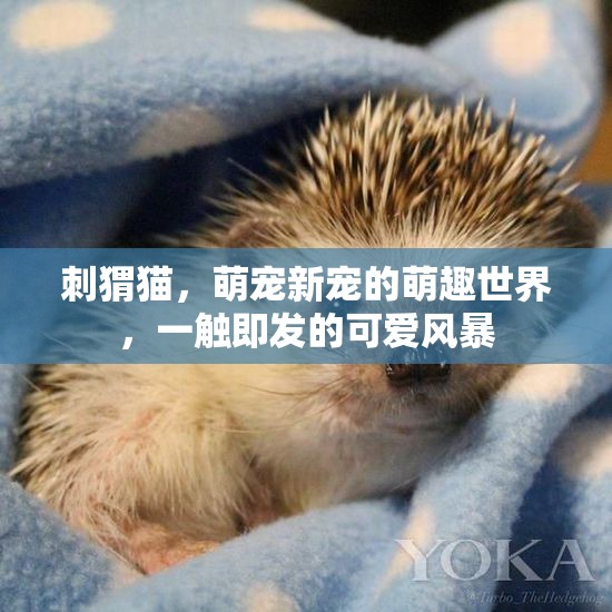 刺猬貓，萌寵新寵的萌趣世界，一觸即發(fā)的可愛風(fēng)暴