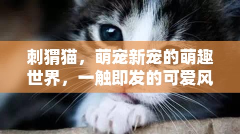 刺猬貓，萌寵新寵的萌趣世界，一觸即發(fā)的可愛風(fēng)暴
