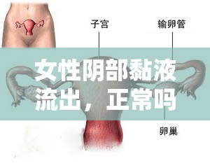 女性陰部黏液流出，正常嗎？—— 深度解析女性生理健康