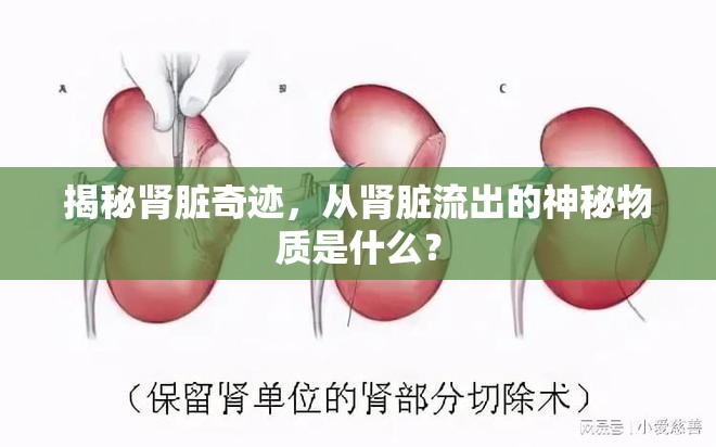 揭秘腎臟奇跡，從腎臟流出的神秘物質(zhì)是什么？