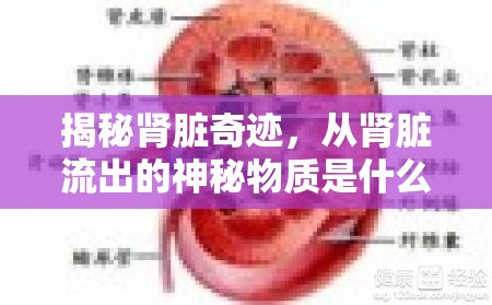 揭秘腎臟奇跡，從腎臟流出的神秘物質(zhì)是什么？