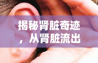 揭秘腎臟奇跡，從腎臟流出的神秘物質(zhì)是什么？