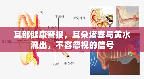 耳部健康警報(bào)，耳朵堵塞與黃水流出，不容忽視的信號(hào)