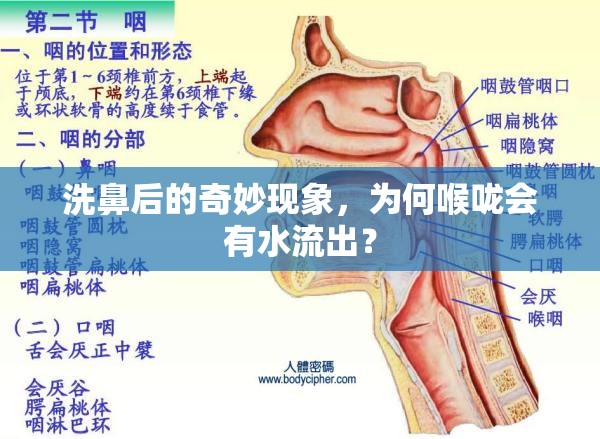 洗鼻后的奇妙現(xiàn)象，為何喉嚨會(huì)有水流出？