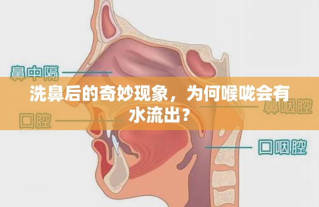 洗鼻后的奇妙現(xiàn)象，為何喉嚨會(huì)有水流出？