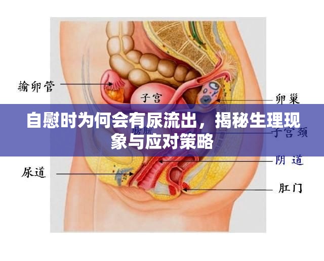 自慰時為何會有尿流出，揭秘生理現象與應對策略
