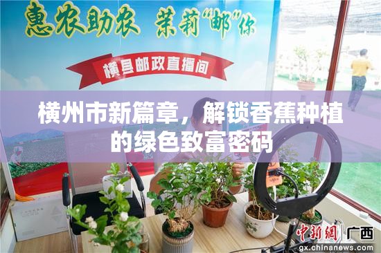 橫州市新篇章，解鎖香蕉種植的綠色致富密碼