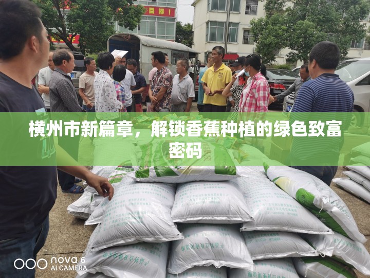 橫州市新篇章，解鎖香蕉種植的綠色致富密碼