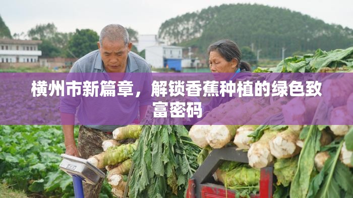 橫州市新篇章，解鎖香蕉種植的綠色致富密碼