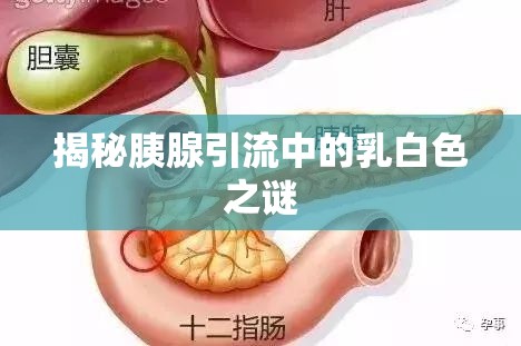 揭秘胰腺引流中的乳白色之謎