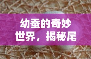 幼蠶的奇妙世界，揭秘尾巴后流出的粘液之謎