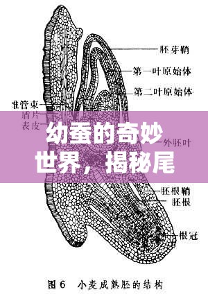 幼蠶的奇妙世界，揭秘尾巴后流出的粘液之謎