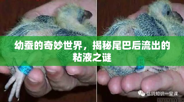 幼蠶的奇妙世界，揭秘尾巴后流出的粘液之謎