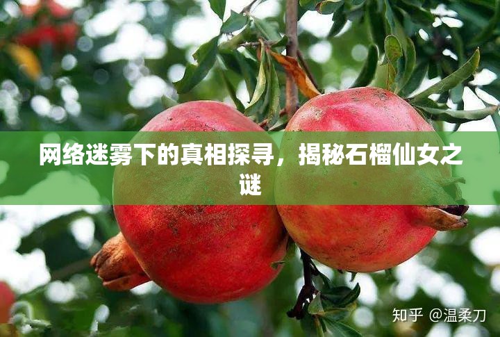 網(wǎng)絡(luò)迷霧下的真相探尋，揭秘石榴仙女之謎
