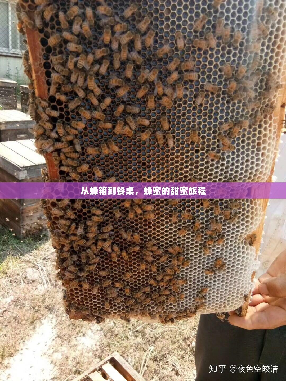 從蜂箱到餐桌，蜂蜜的甜蜜旅程