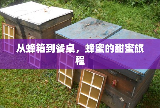 從蜂箱到餐桌，蜂蜜的甜蜜旅程