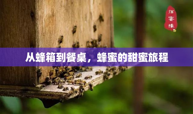 從蜂箱到餐桌，蜂蜜的甜蜜旅程