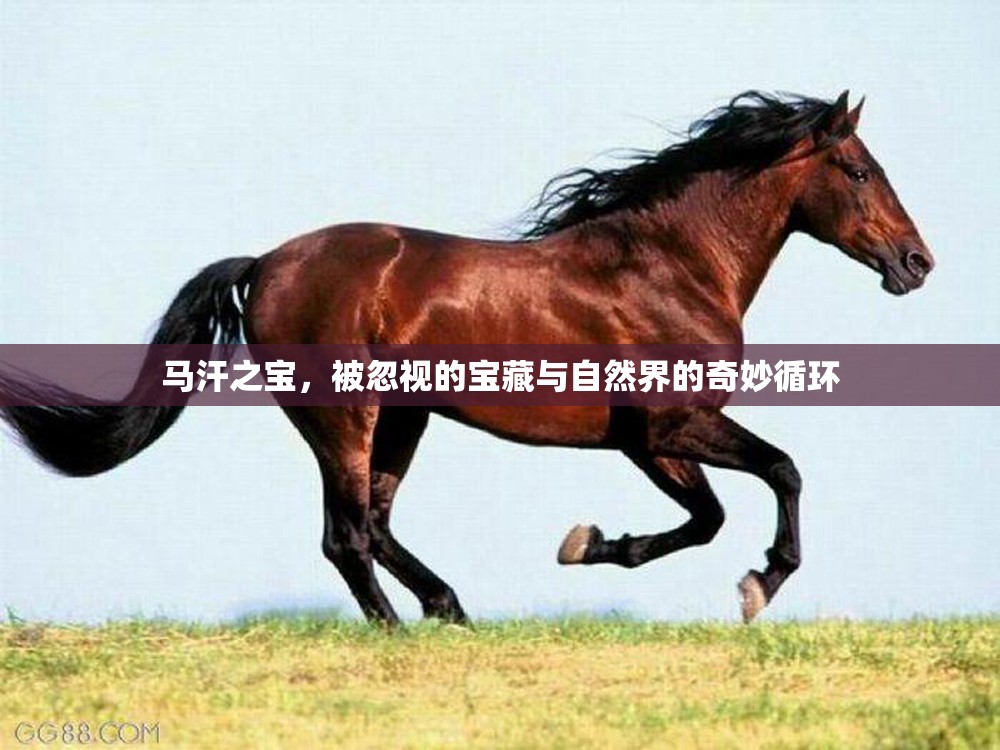 馬汗之寶，被忽視的寶藏與自然界的奇妙循環(huán)