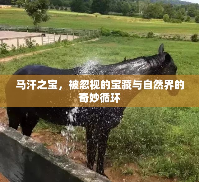 馬汗之寶，被忽視的寶藏與自然界的奇妙循環(huán)