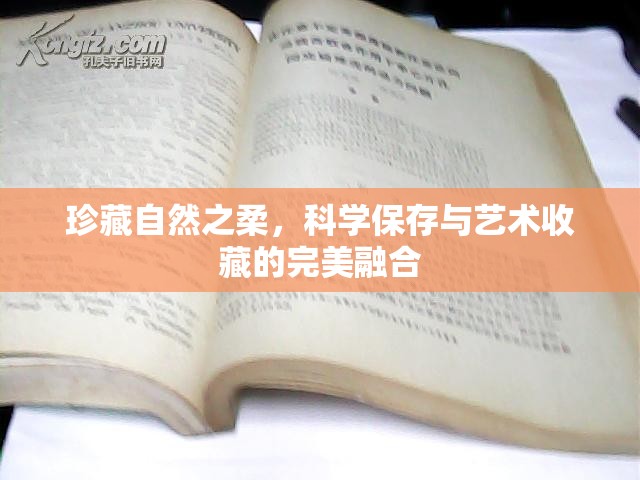 珍藏自然之柔，科學(xué)保存與藝術(shù)收藏的完美融合