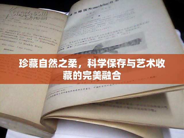 珍藏自然之柔，科學(xué)保存與藝術(shù)收藏的完美融合