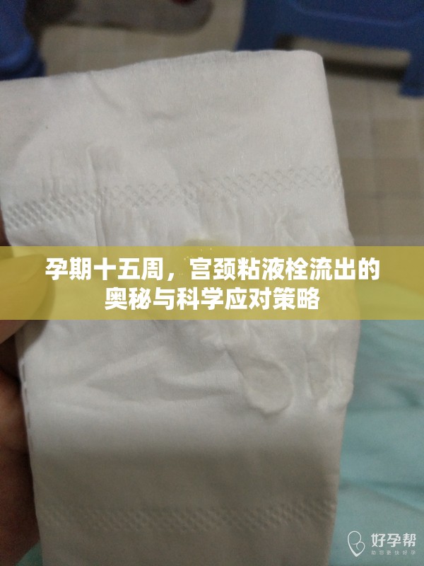 孕期十五周，宮頸粘液栓流出的奧秘與科學(xué)應(yīng)對策略