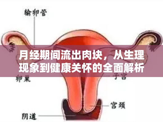 月經(jīng)期間流出肉塊，從生理現(xiàn)象到健康關(guān)懷的全面解析