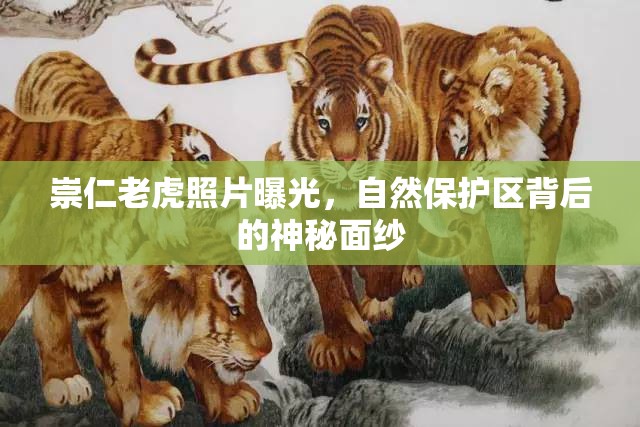 崇仁老虎照片曝光，自然保護區(qū)背后的神秘面紗